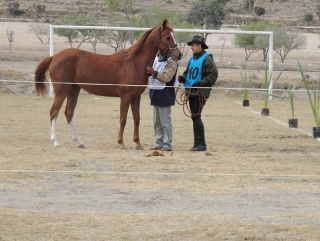 Guias y jinetes
